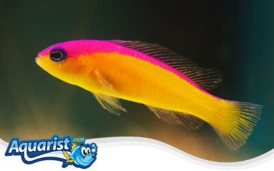 Diadem Dottyback