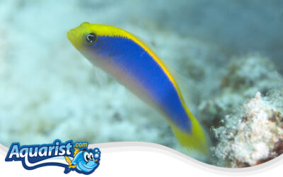 Sunrise Dottyback