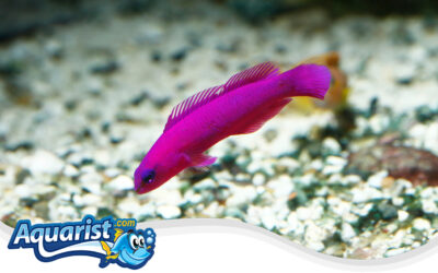 Orchid Dottyback