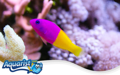 Bicolor Dottyback