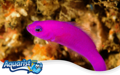 Magenta Dottyback