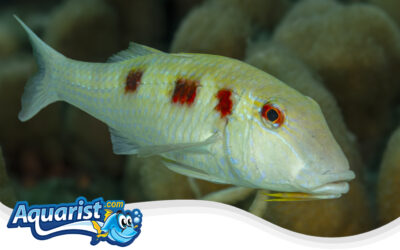 Spotted Goatfish