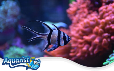 Banggai Cardinalfish