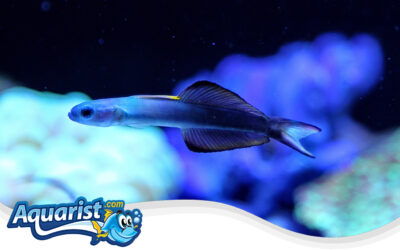 Scissortail Dartfish