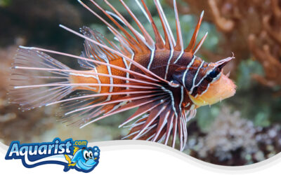 Radiata Lionfish