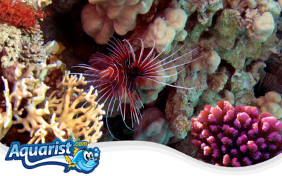 Russell’s Lionfish