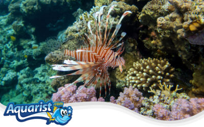 Red Lionfish