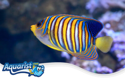 Regal Angelfish