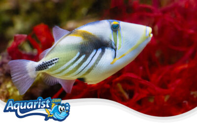 Picasso Triggerfish