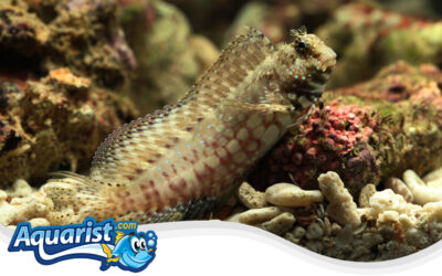 Lawnmower Blenny