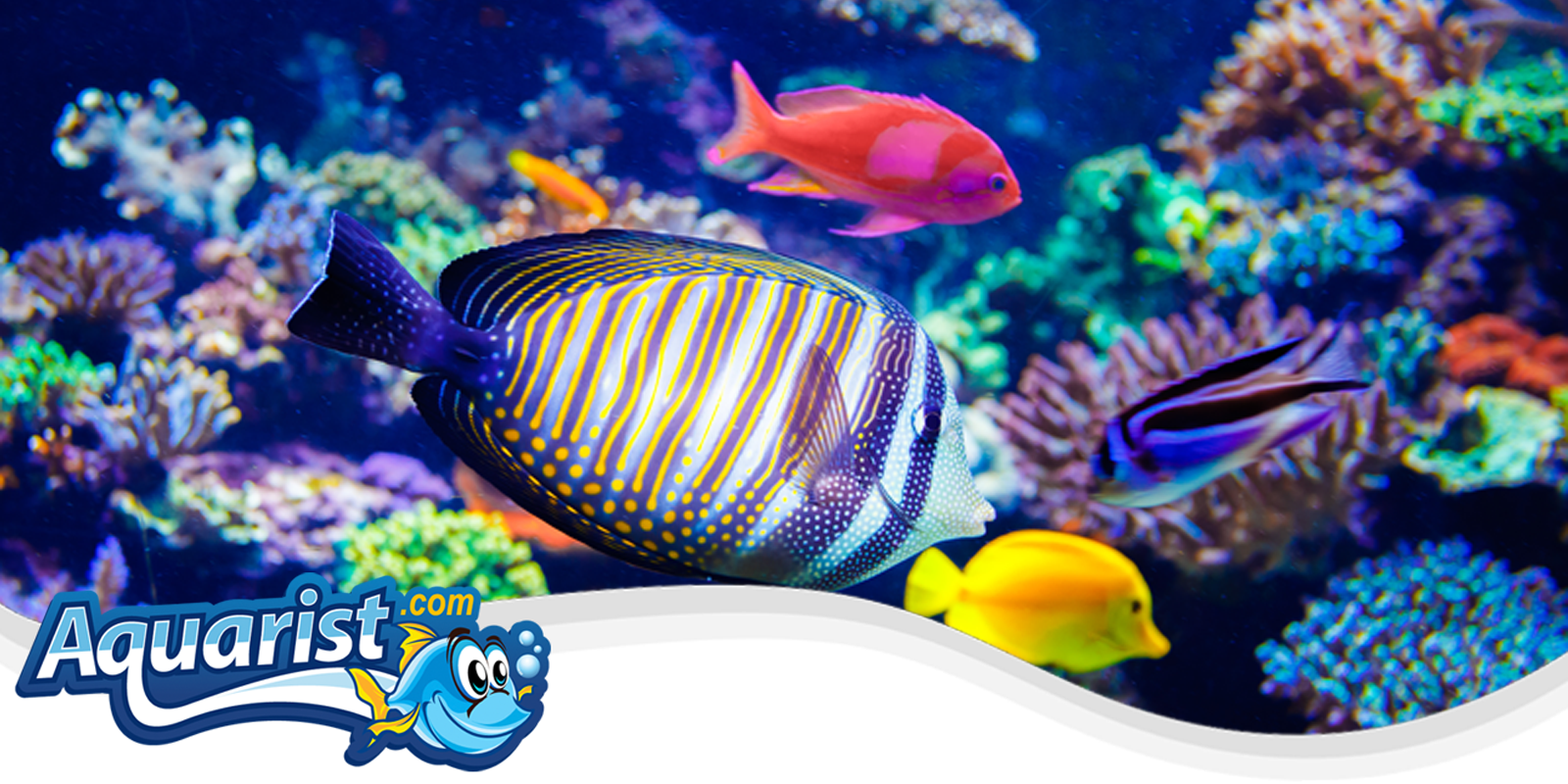 Saltwater Fish