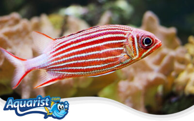 Crown Squirrelfish