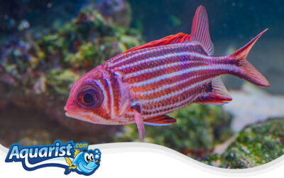 Hawaiian Squirrelfish