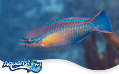 Princess Parrotfish