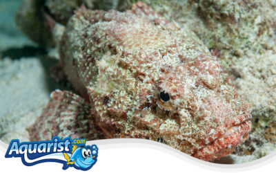 Spotted Scorpionfish