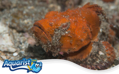 Flasher Scorpionfish