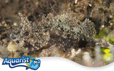 Barchin Scorpionfish