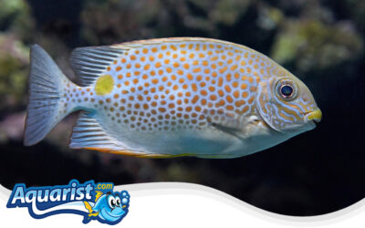 Goldspotted Rabbitfish