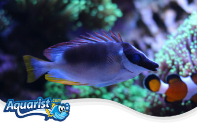 Magnificent Rabbitfish