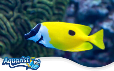 One Spot Foxface Rabbitfish