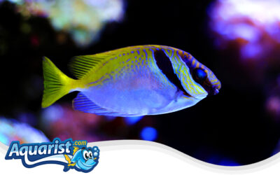 Striped Rabbitfish