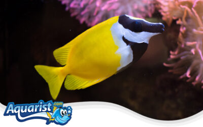 Foxface Rabbitfish