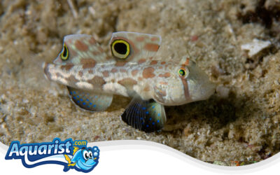 Twin-Spot Goby