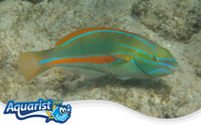 Belted Wrasse