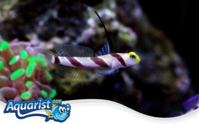 Blackray Shrimp Goby