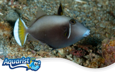 Halfmoon Triggerfish