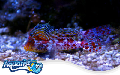 Starry Dragonet