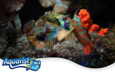 Mandarin Dragonet