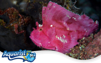 Leaf Scorpionfish