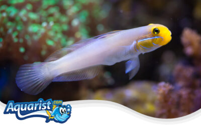 The Golden Head Sleeper Goby