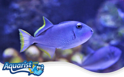 Blue Throat Triggerfish