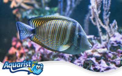 Indian Ocean Sailfin Tang