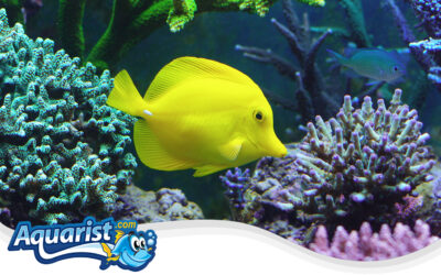 Yellow Tang