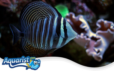 Sailfin Tang