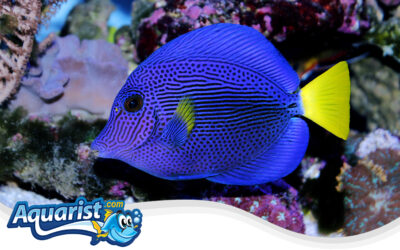 Purple Tang