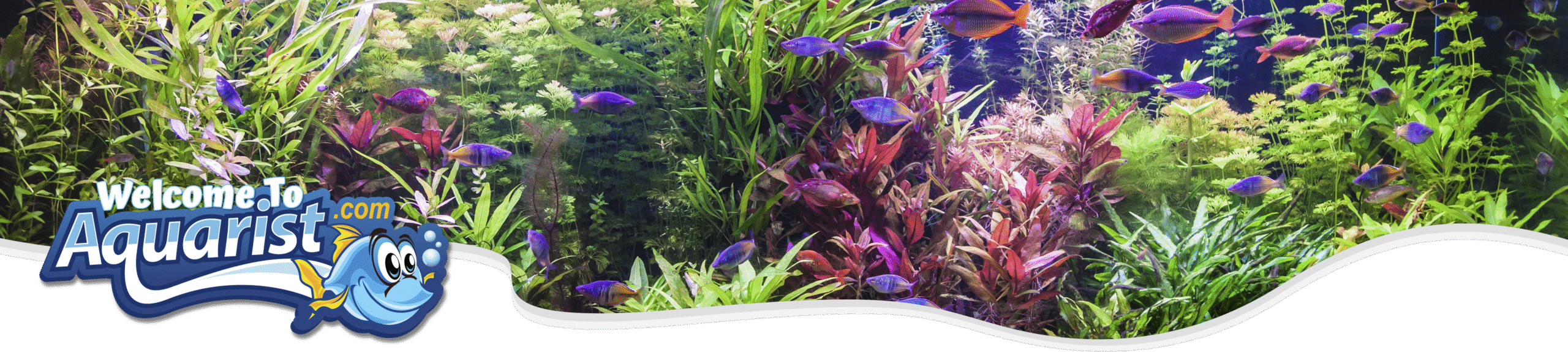 Freshwater Aquarium