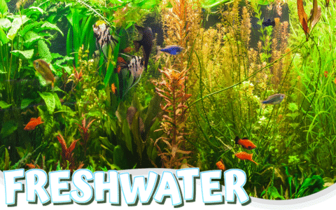 Planted freshwater aquarium with tropical fish