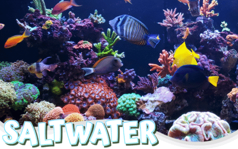 Colorful reef aquarium with corals and tropical fish